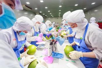 Bưởi là loại trái cây đang trong quá trình đàm phán để xuất khẩu chính ngạch sang Trung Quốc. (Ảnh MINH HÀ)