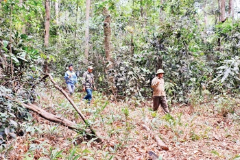 Tuần tra bảo vệ rừng tại rừng phòng hộ Bù Đăng (huyện Bù Đăng, tỉnh Bình Phước).