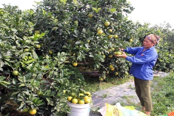 Nông dân xã Tam Đa, huyện Phù Cừ chuyển đổi từ cấy lúa sang trồng cam cho thu nhập cao từ 250 triệu đến 350 triệu đồng/ha. ( Ảnh PHẠM HÀ)