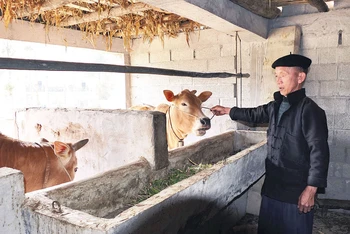 Gia đình ông Sùng Chứ Lùng, xã Lũng Cú, huyện Đồng Văn thoát nghèo nhờ nuôi bò sinh sản.