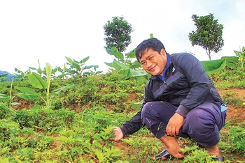 Mô hình hồng đẳng sâm trồng xen chuối trên đất đồi mang lại hiệu quả kinh tế cao cho người dân xã Đăk Kôi.