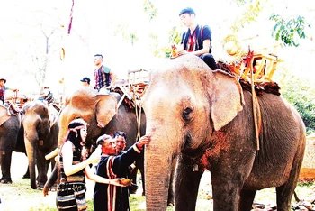Nghi thức trong lễ cúng sức khỏe cho voi.