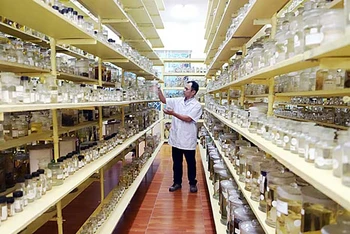 Nhà khoa học kiểm tra các mẫu vật được lưu trữ tại Viện Hải dương học, Viện Hàn lâm Khoa học và Công nghệ Việt Nam. (Ảnh XUÂN NGỌC)
