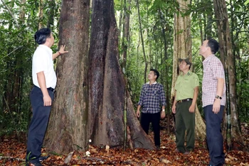 Rừng tự nhiên ở xã Mã Đà, huyện Vĩnh Cửu (Đồng Nai) đang được bảo vệ và phát triển tốt.