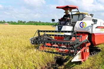 Sản xuất lúa chất lượng cao được triển khai ở nhiều địa phương nhằm nâng cao giá trị cho gạo xuất khẩu của Việt Nam. (Ảnh TRẦN MINH)