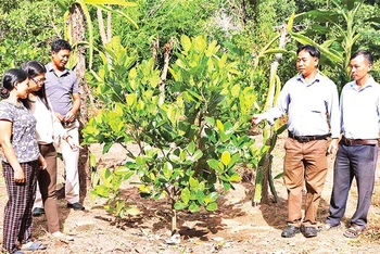 Đại diện Ban Dân vận Tỉnh ủy Đắk Lắk hướng dẫn người dân kỹ thuật trồng cây ăn trái cho năng suất cao.