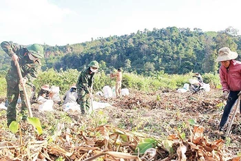Cán bộ, chiến sĩ Đoàn KT-QP 337 giúp người dân xã Hướng Phùng (huyện Hướng Hóa) thu hoạch hoa màu.