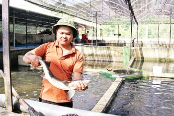 Trang trại nuôi cá tầm thương phẩm duy nhất ở huyện Bác Ái, tỉnh Ninh Thuận, đem lại doanh thu hơn 10 tỷ đồng/năm.