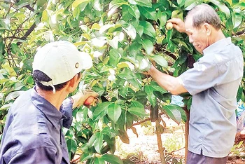 Sản phẩm trái măng cụt Tiên Phước đã được công nhận sản phẩm OCOP đạt 3 sao cấp tỉnh.