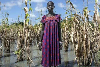 Lũ lụt phá hủy mùa màng ở Nam Sudan. (Ảnh WFP)