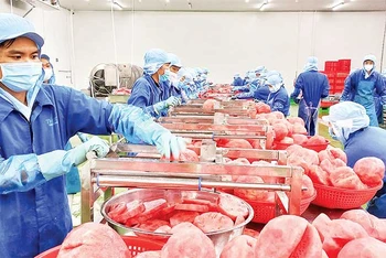 Chế biến dưa hấu tại Công ty cổ phần công nghiệp thực phẩm Thabico Tiền Giang (huyện Chợ Gạo).