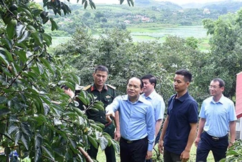 Đồng chí Nguyễn Quốc Đoàn cùng đoàn công tác của tỉnh khảo sát mô hình trồng cây hồng tại thôn Bản Lành, xã Hòa Cư, huyện Cao Lộc, Lạng Sơn. (Ảnh ĐÌNH QUANG)