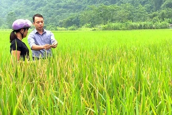 Cán bộ Trung tâm Dịch vụ nông nghiệp huyện Lâm Bình (Tuyên Quang) hướng dẫn người dân các biện pháp phòng, trừ sâu bệnh trên cây lúa. (Ảnh HÀ KHÁNH)