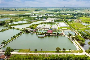 Trang trại sản xuất nông nghiệp tổng hợp của Hợp tác xã Nga Hải, huyện Nghi Xuân, tỉnh Hà Tĩnh. (Ảnh ĐẬU HÀ)