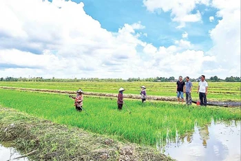Nông dân xã Trần Hợi, huyện Trần Văn Thời xuống giống đợt đầu đúng thời vụ nên lúa phát triển tốt.