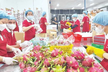 Người lao động tại các khu công nghiệp trên địa bàn tỉnh Long An đang có nhu cầu cao về nhà ở. Trong ảnh: Công nhân Công ty TNHH Hoàng Phát Fruit (huyện Châu Thành, tỉnh Long An) chế biến thanh long.