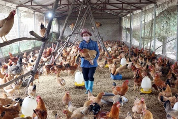Mô hình chăn nuôi gà sử dụng chế phẩm vi sinh ở xã Minh Phú (huyện Sóc Sơn, Hà Nội).