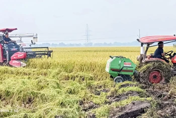 Chị Trần Thị Lanh ở xã Bình Minh (huyện Kiến Xương, tỉnh Thái Bình) thuê, mượn khoảng 100 ha ruộng, đầu tư nhiều máy móc hiện đại sản xuất nông nghiệp quy mô lớn.
