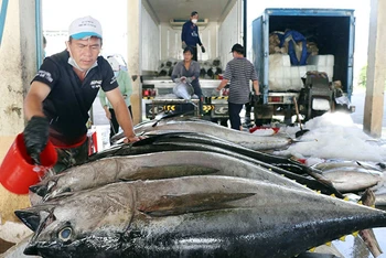 Các chủ vựa thu mua, sơ chế cá ngừ xuất khẩu tại cảng cá Đông Tác, thành phố Tuy Hòa, Phú Yên.