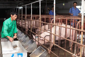 Chăm sóc đàn lợn tại trang trại ở huyện Đông Anh, Hà Nội.