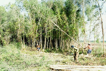 Khai thác gỗ rừng trồng tại Công ty TNHH Một thành viên U Minh Hạ, tỉnh Cà Mau. (Ảnh VĂN SINH)