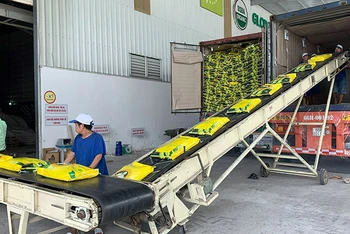 Đóng gói gạo xuất khẩu ở Công ty cổ phần Nông nghiệp công nghệ cao Trung An, TP Cần Thơ. (Ảnh MINH ANH)