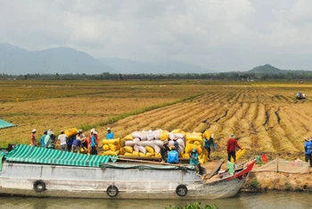 Nông dân An Giang thu hoạch lúa đông xuân 2023-2024.
