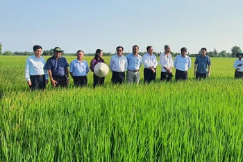 Mô hình sản xuất lúa tại tỉnh Trà Vinh. (Ảnh ĐỖ TUẤN)