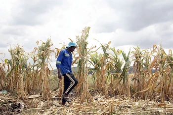 Hạn hán đe dọa nghiêm trọng an ninh lương thực ở Zimbabwe. (Ảnh TÂN HOA XÃ)