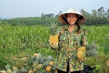 Nông dân Quỳnh Lưu phấn khởi thu hoạch dứa.