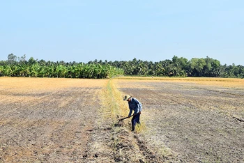 Cánh đồng tại xã Thạnh Nhựt, huyện Gò Công Tây (Tiền Giang) khô cằn do ảnh hưởng của hạn hán, xâm nhập mặn. (Ảnh NGUYỄN SỰ)