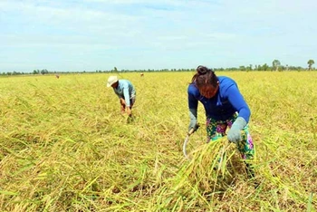 Thu hoạch lúa mùa nổi ở xã Vĩnh Phước, huyện Tri Tôn, tỉnh An Giang.