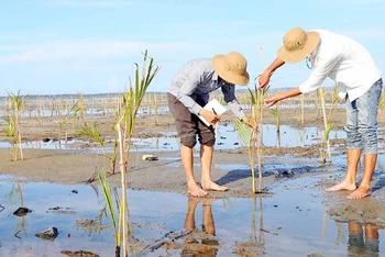 Trồng rừng ngập mặn ven biển tại tỉnh Thừa Thiên Huế. (Ảnh HỒ CẦU)