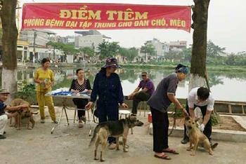 Tiêm vắc-xin phòng bệnh dại cho chó tại huyện Thanh Trì (Hà Nội).