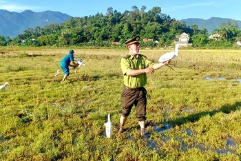 Lực lượng chức năng huyện Phú Lộc (Thừa Thiên Huế) thu giữ phương tiện bẫy chim hoang dã của các đối tượng vi phạm. (Ảnh: PHÚ BỬU)