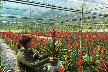 Bà Nguyễn Thị Nga ở Bến Tre ứng dụng công nghệ cao trong sản xuất hoa treo để cung ứng cho thị trường. (Ảnh: HOÀNG TRUNG)