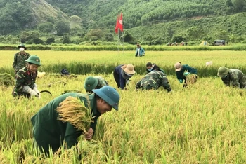 Cán bộ Binh đoàn 15 gặt lúa giúp nông dân huyện Lệ Thủy, tỉnh Quảng Bình.