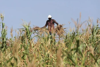 Một nông dân Kenya nhổ bỏ cánh đồng ngô bị thất thu do hạn hán, ở Kenya, ngày 16/2/2022. (Ảnh: REUTERS)