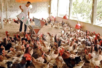 Chăm sóc đàn gà tại Trang trại chăn nuôi ở xã Thụy An, huyện Ba Vì. (Ảnh Vũ Sinh)