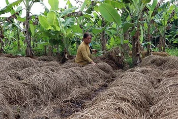 Sau khi rơm được ủ làm nấm rơm, người dân sẽ tận dụng để phủ gốc cây, tạo dinh dưỡng cho đất. (Ảnh: TTXVN)