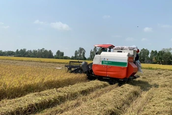 Thu hoạch lúa tại xã Vọng Đông, huyện Thoại Sơn, tỉnh An Giang.
