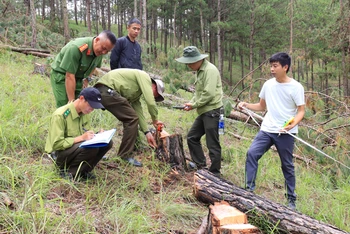 Lực lượng chức năng khám nghiệm hiện trường rừng thông bị cưa hạ trái phép tại Tiểu khu 144B, địa bàn Phường 8, thành phố Đà Lạt.