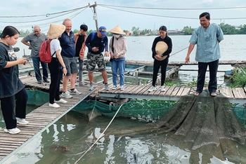 Nuôi trồng thuỷ sản kết hợp phát triển du lịch sinh thái tại khu du lịch Cồn Sơn, thành phố Cần Thơ. (Ảnh: Báo Cần Thơ)