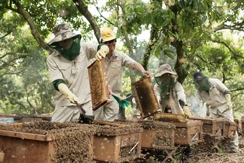 Mật ong Honeco: Thảo thơm sản phẩm OCOP từ núi rừng mờ sương