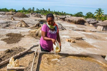 Người phụ nữ thu hoạch muối trong rừng ngập mặn ở Timor-Leste - một quốc đảo đang phát triển. (Ảnh: UNDP)