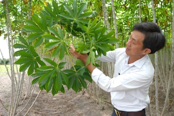 Kiểm tra tình trạng nhiễm bệnh khảm lá trên cây sắn tại huyện Châu Thành, tỉnh Tây Ninh. (Ảnh TTXVN) 