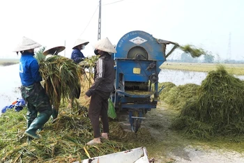 Hội Nông dân huyện Thanh Oai triển khai mô hình máy tuốt lúa “0 đồng” hỗ trợ nông dân thu hoạch nhanh diện tích lúa bị đổ ngã, ngập nước.