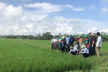 Mô hình sản xuất lúa hữu cơ, tuần hoàn tại Hà Tĩnh.