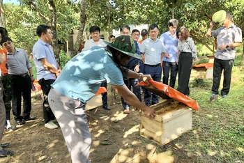 Mô hình nuôi ong trong vườn cây ăn quả ở xã Sơn Lộc, huyện Can Lộc (Hà Tĩnh).