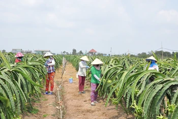 Người dân xã Kiểng Phước, huyện Gò Công Đông, Tiền Giang, chăm sóc cây thanh long. (Ảnh: Nguyễn Sự)